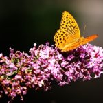 磁力搜索,bt电影天堂,番号搜索器,猫咪官网 磁力搜索