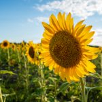 单亲妈妈 儿子 umjed