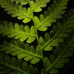 成人视频在线观看 xfgnmdssh